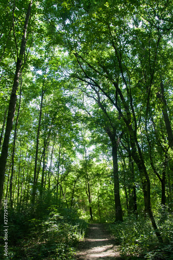 Obraz premium A Beautiful Landscpe of the High Trees and the long path, shooted in the park, on Sunny Day - Slovakia, Europe