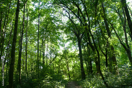 A Beautiful Landscpe of the High Trees and the long path, shooted in the park, on Sunny Day - Slovakia, Europe