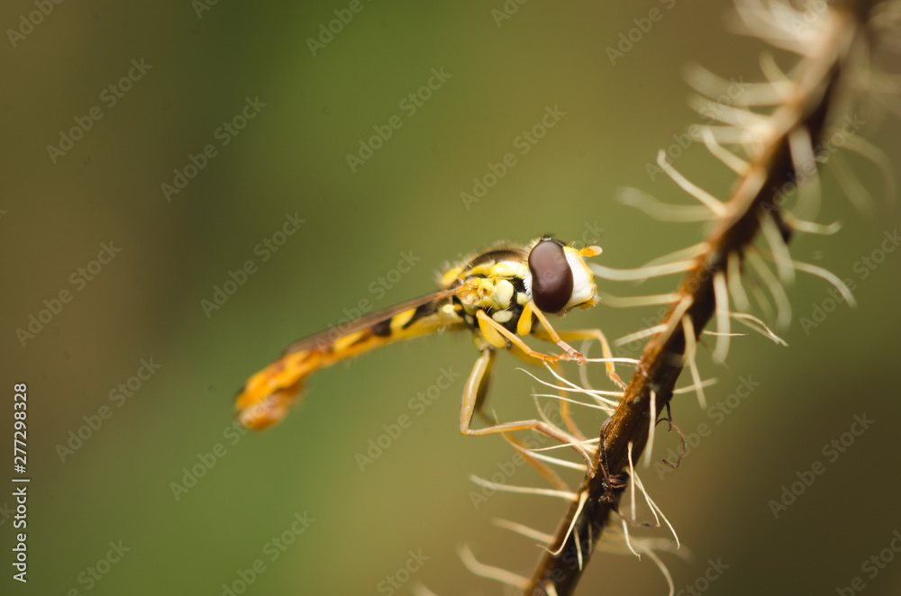 Macroshot of a hoverfly sitting on a small twig Macroshot of a hoverfly sitting on a small twig