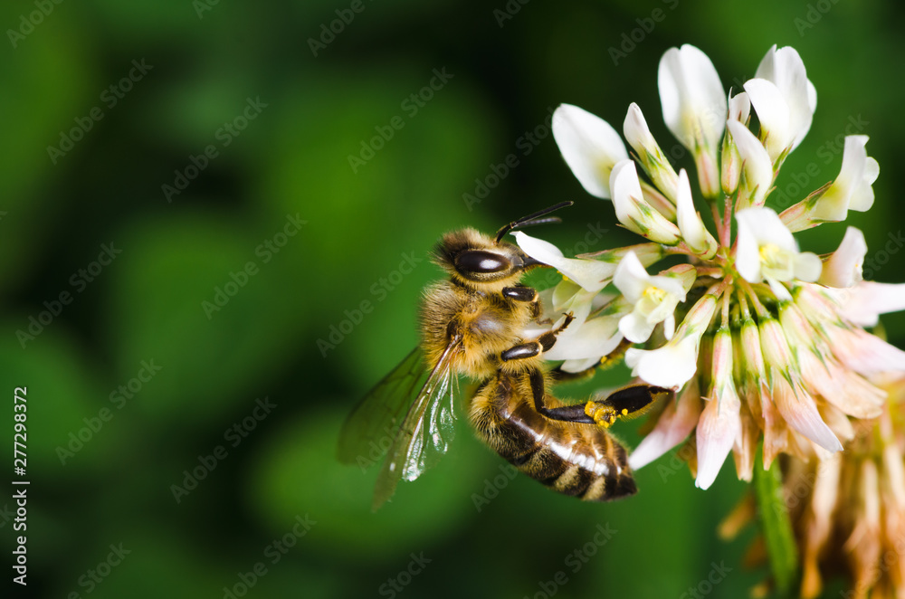 Macroshot of a bee collecting pollen of a clover flower Macroshot of a bee collecting pollen of a clover flower