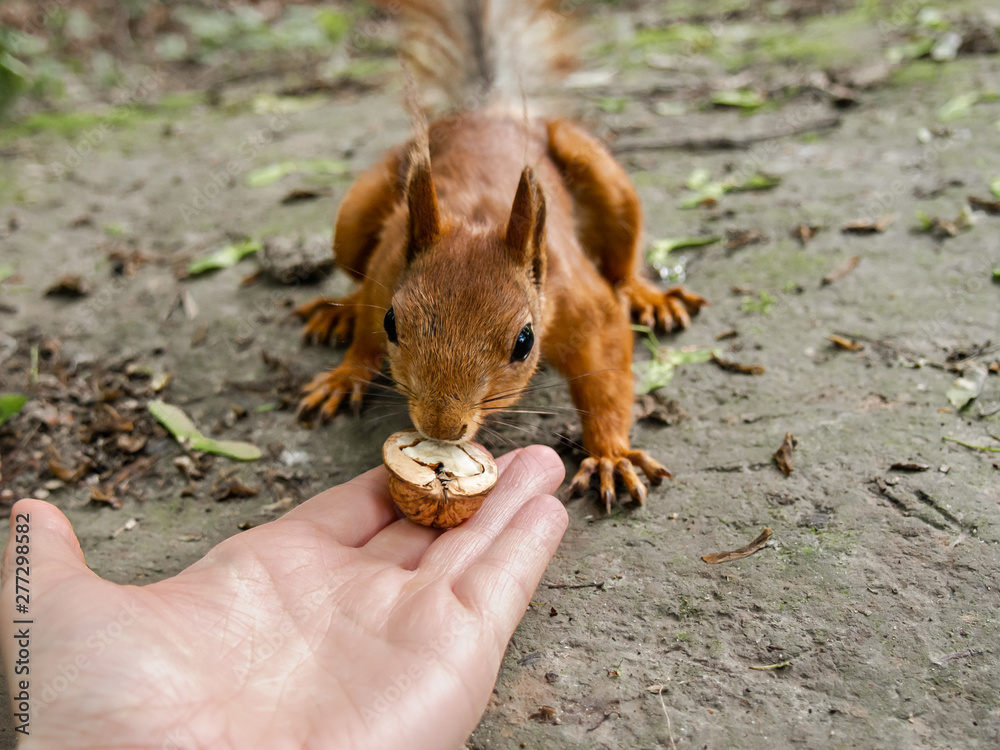 Squirrel eating nuts from woman hand in the park.