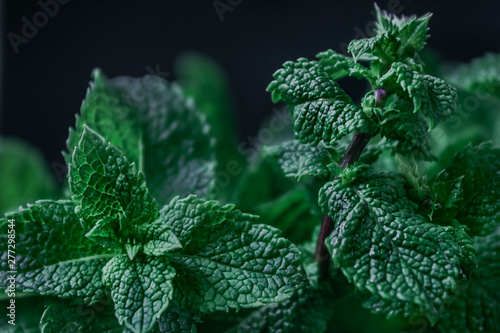 Fresh green mint leaves on a black background. photo