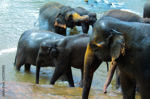 Photography Elephant