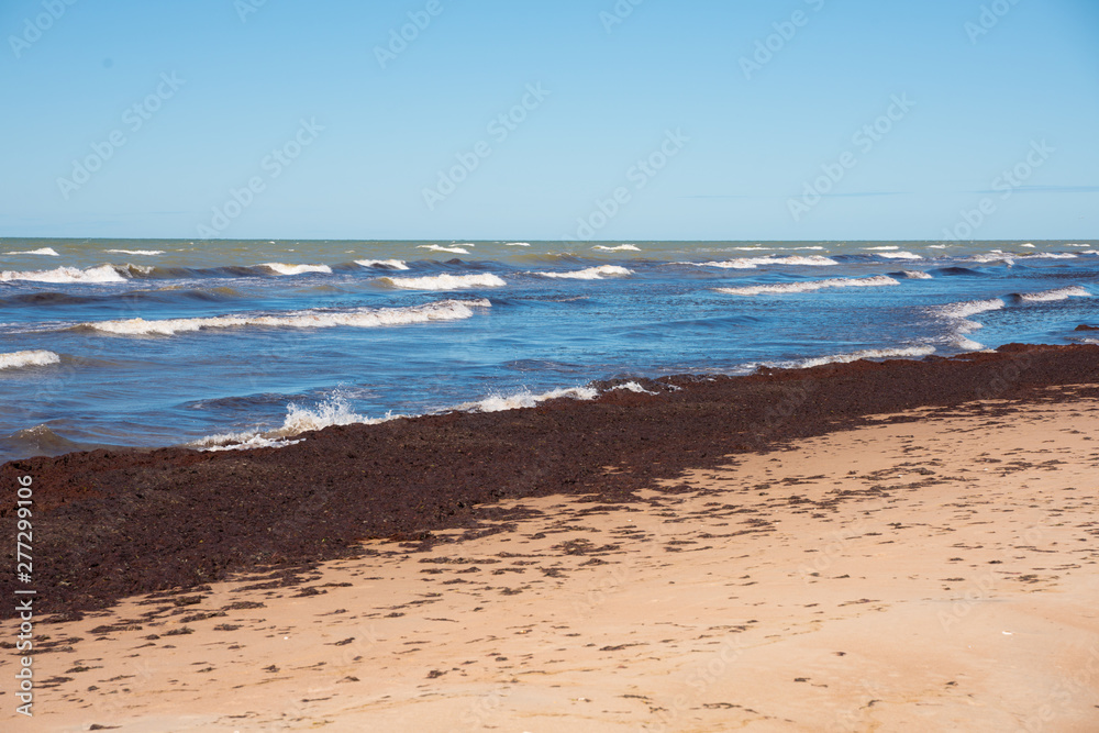 Brown seaweed thrown out the storm on the Baltic coast