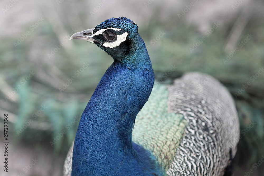 Obraz premium Peacock closeup
