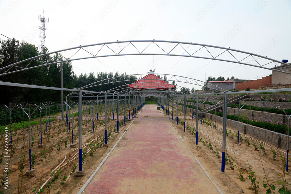 Fototapeta premium vineyard landscape architecture