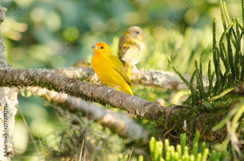 Canary photo