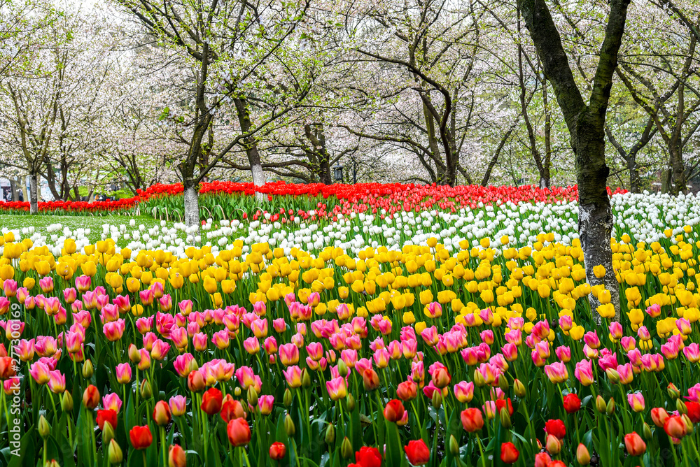 Spring landscape, colorful fresh tulips blooming in garedn Hangzhou, CHINA.