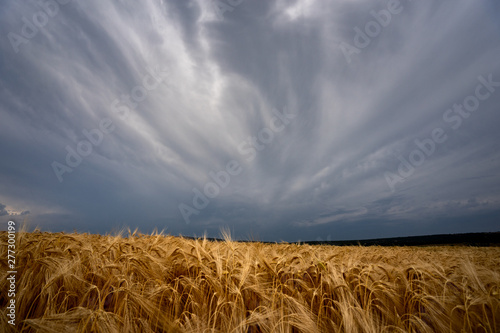 Tableau sur toile tormentas de verano sobre campos de cultivo de trigo con amapolas en España