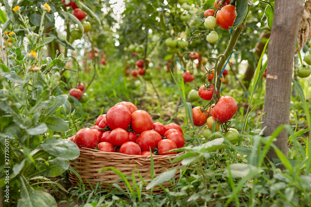 Tomatoes in a basket in the garden - obrazy, fototapety, plakaty 