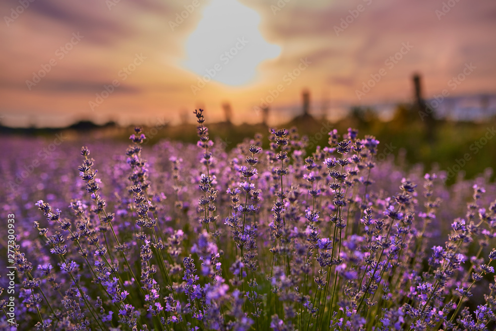 Fototapeta premium Lavender field at sunset