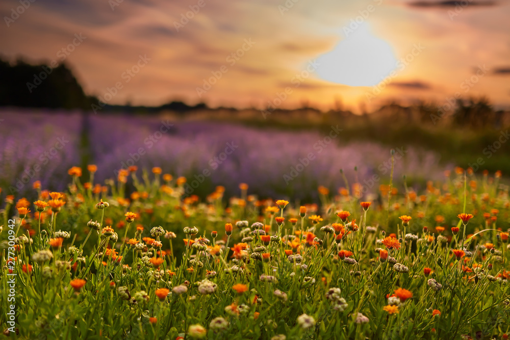 Obraz premium Lavender field at sunset