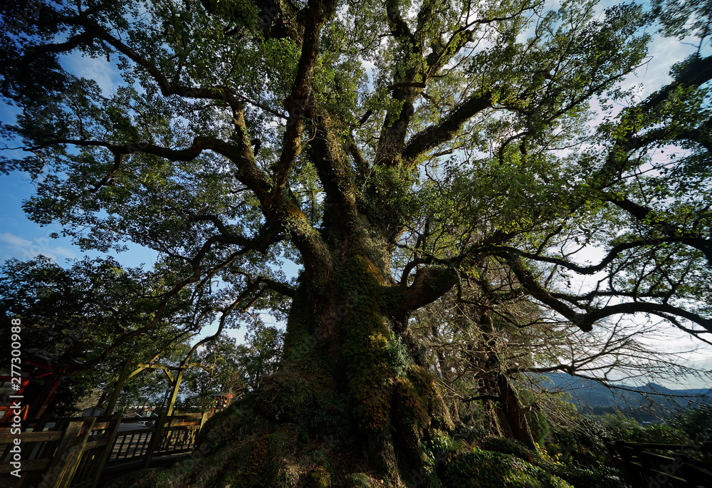 蒲生の大楠/ 日本一の巨樹・国特別天然記念物