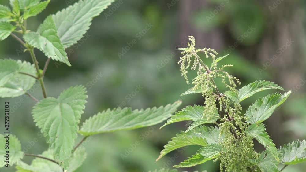 wildflower stinging nettle in the nature