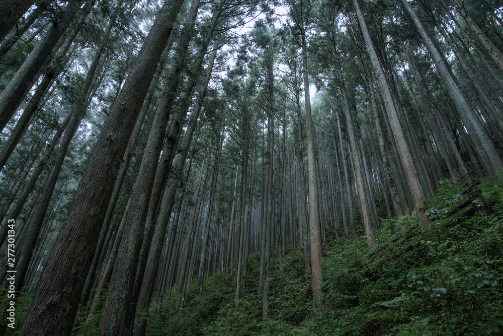朝霧の中で 朝霧の中で