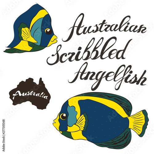 Australian scribbled angelfish vector image isolated on white background. Australian angelfish in full growth and head. Fauna Australia. Australian scribbled angelfish fish realistic design.