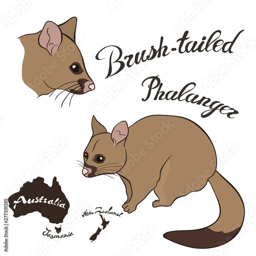 Brush-tailed phalanger vector image isolated on white. Brush-tailed possum in full growth and head. Australian common phalanger night animal. Vulpine phalanger realistic design. Fauna Australia.