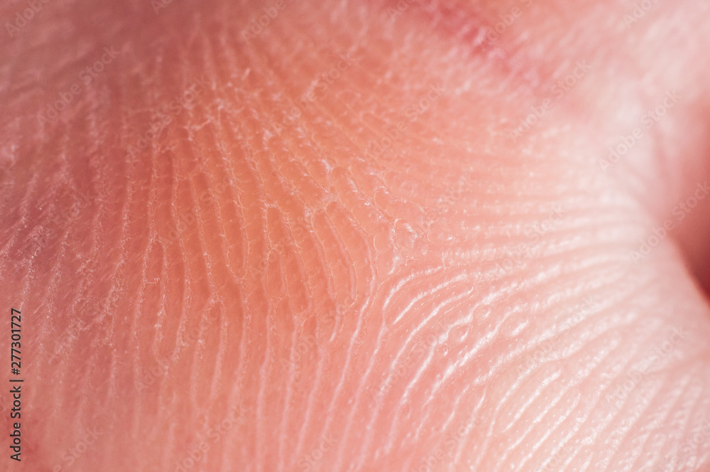 Fototapeta premium Corn in human hand close up, macro