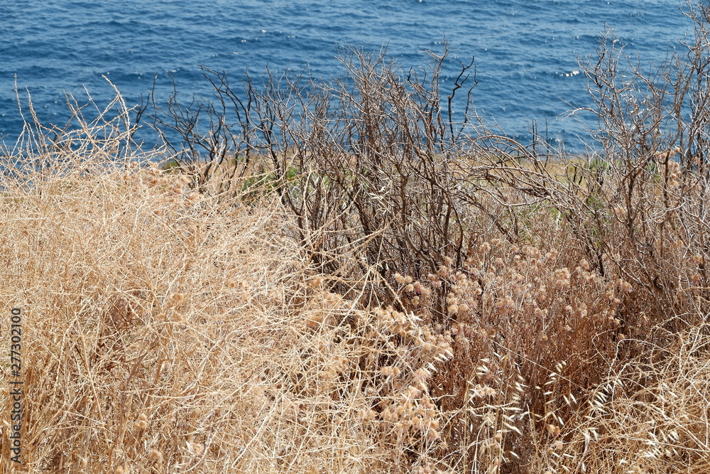 grass on the beach grass on the beach