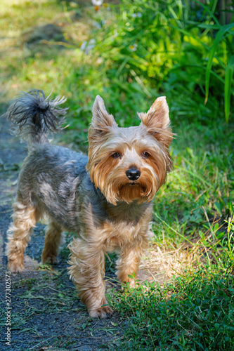 Cute photos of Yorkshire terrier outdoors in nature on a sunny day. © aeril