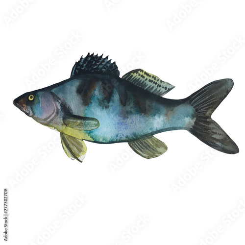 Predator Fish. Fresh Zander or Pike Perch Fish, isolated on a white background. Watercolor painting. Handmade drawing. Isolated on white
