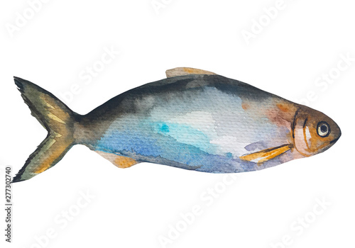 Fish bleak. Watercolor painting. Handmade drawing. Isolated on white photo