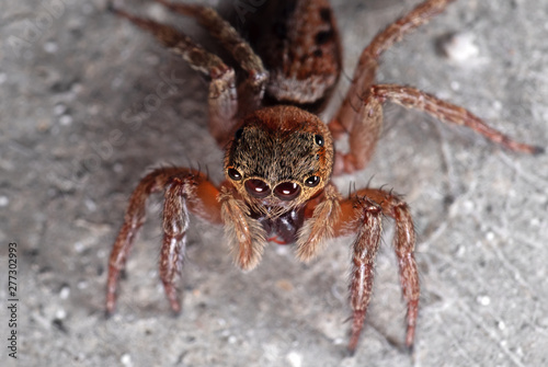 Macro Photo of Jumping Spider Isolated on The Wall