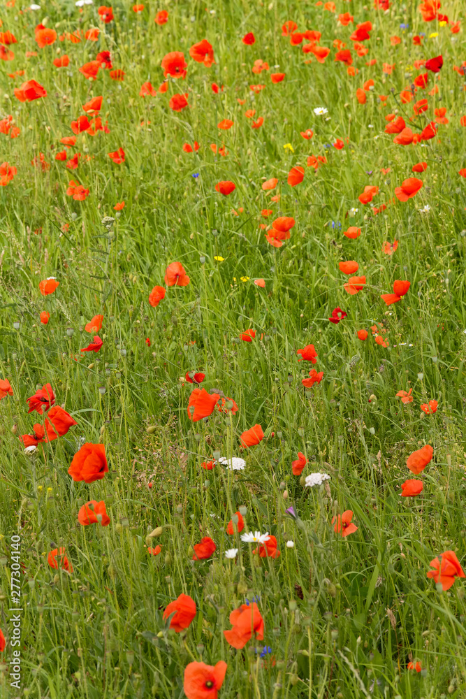 View on a roadside covered with numerous wild wonderful flowers, named red poppies, beautiful fragile red flowers. There was an abuncance of these wild flowers in the field.