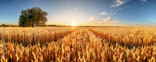 Wheat flied panorama with tree at sunset, rural countryside - Agriculture photo