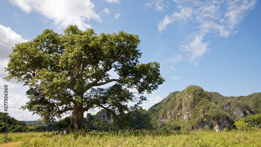 Vinales, Cuba - July 28, 2018: Vinales Valley National Park with tobacco farms, fields, plantations, hills, cows, beautiful Cuban nature and tropical vegetation in Vinales