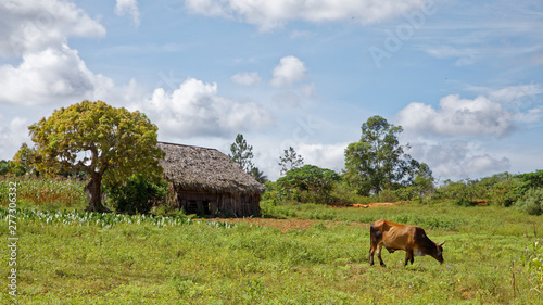 Vinales, Cuba - July 28, 2018: Vinales Valley National Park with tobacco farms, fields, plantations, hills, cows, beautiful Cuban nature and tropical vegetation in Vinales