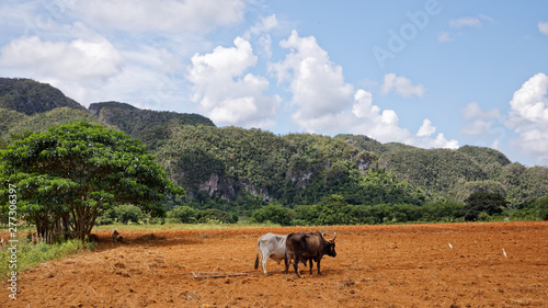 Vinales, Cuba - July 28, 2018: View of Cuban landscape in Vinales Valley National Park with tobacco farms, fields, plantations, hills, cows, beautiful Cuban nature and tropical vegetation in Vinales