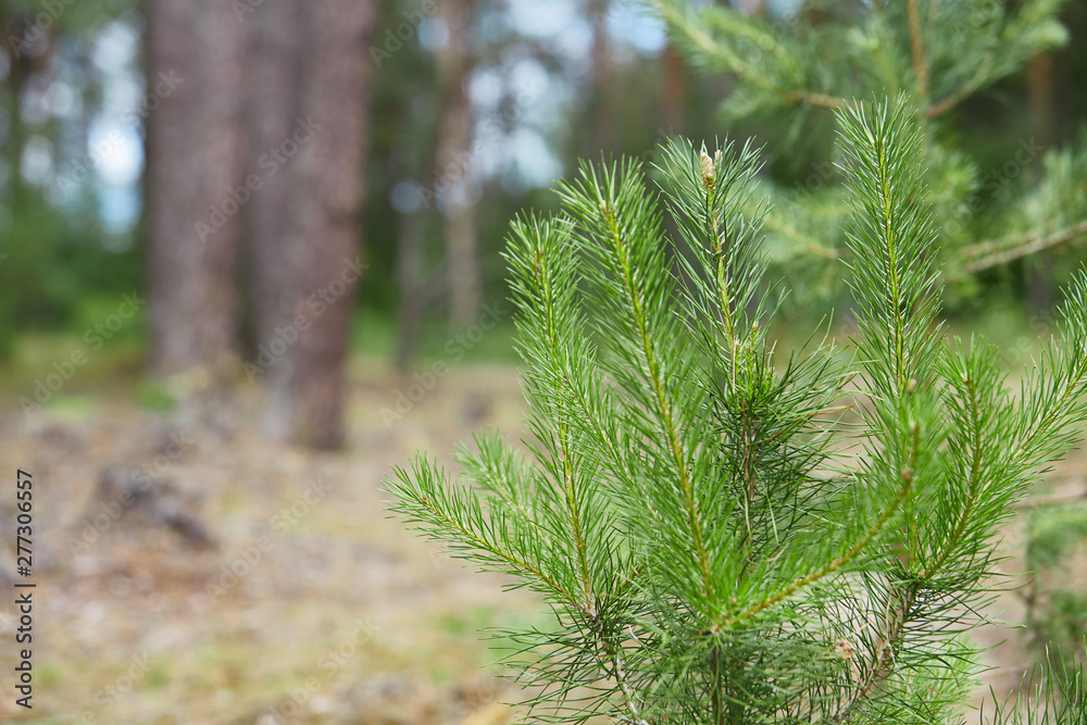 Branches of a young pine against a pine forest. Concept: growth and natural health. Branches of a young pine against a pine forest. Concept: growth and natural health.