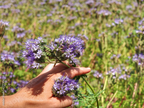 Female arm with blossom of phacelia flowers in hand.