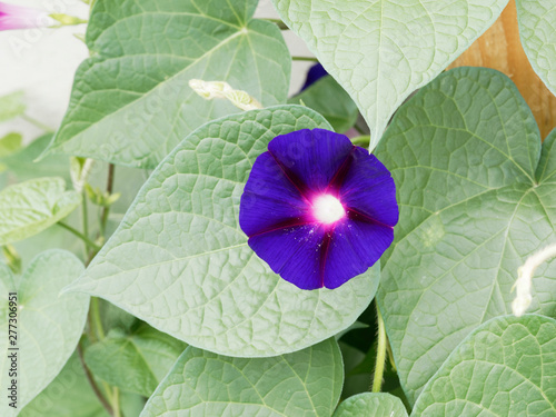 Ipomée grandiflora bleu nuit pourpré ou violette à gorge rose (Ipomoea purpurea ‘Grandiflora’) photo