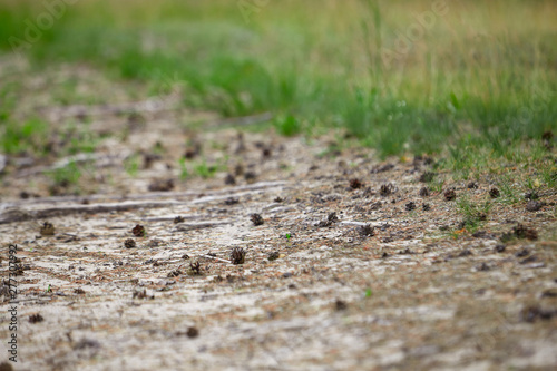 Close-up of a forest walking trail strewn with small pine cones. Walking in the fresh air. © KPad