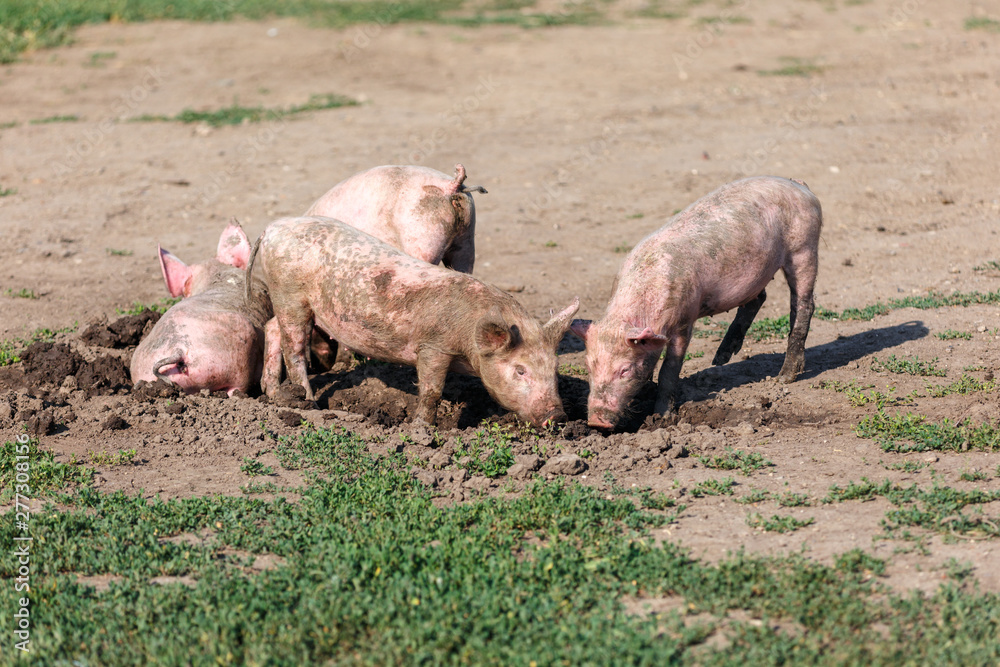 A group of little pigs digging in the dirt on the lawn. Livestock farm. A group of little pigs digging in the dirt on the lawn. Livestock farm.