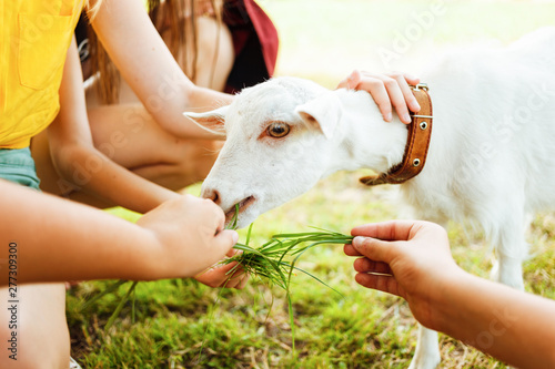 Feeding goat. Children feeding a little white goat at the farm.