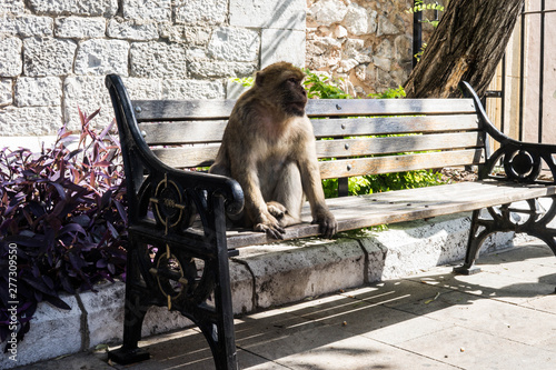 Gibraltar monkey
