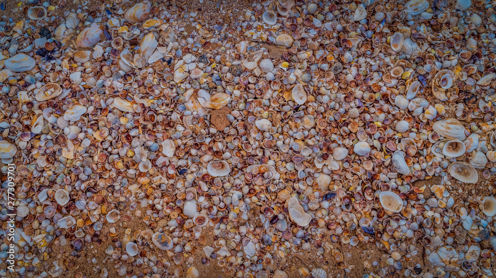 seashells on the seashore as background texture