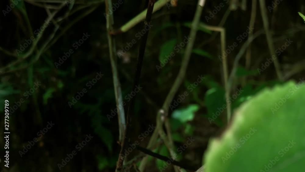 A shot of the Daddy long legs spider A shot of the Daddy long legs spider