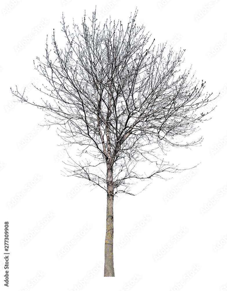 Obraz premium bare winter isolated tree