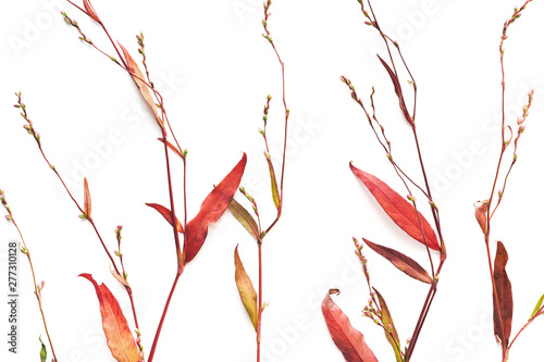Autumn Background With Red Colored Twigs