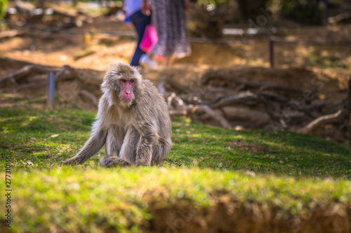 Kyoto - May 30, 2019: Japanese Macaque in the Arashiyama Monkey Park in Kyoto, Japan © rpbmedia
