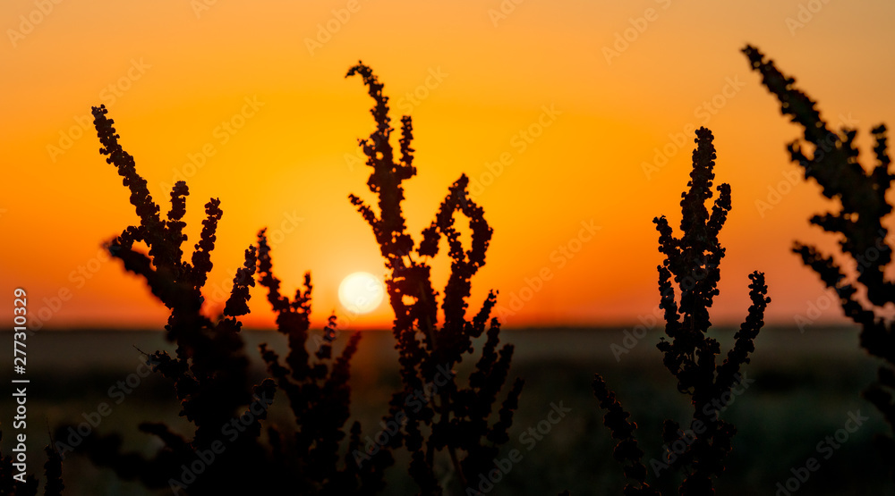 field grass grows in a field at sunset field grass grows in a field at sunset