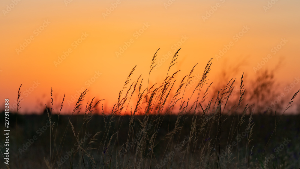 Fototapeta premium field grass grows in a field at sunset