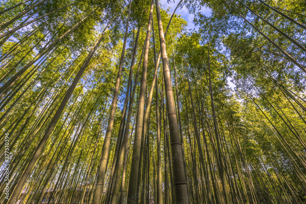 Kyoto - May 30, 2019: Bamboo forest of Kameyama Park in Kyoto, Japan Kyoto - May 30, 2019: Bamboo forest of Kameyama Park in Kyoto, Japan