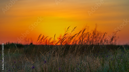 field grass grows in a field at sunset