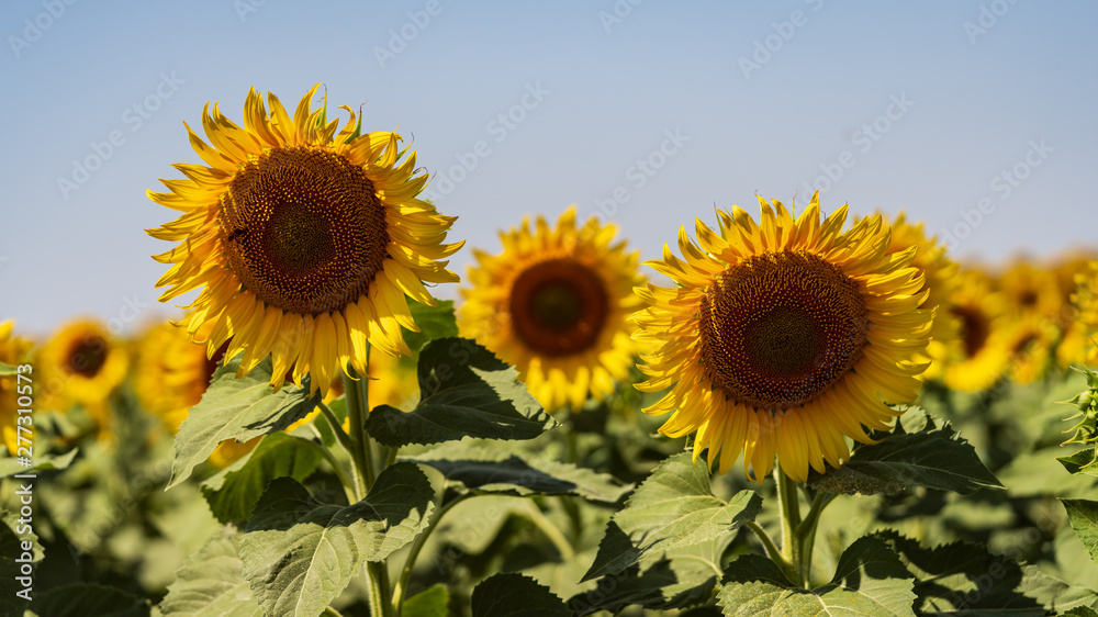 sunflowers bloom in a field on a farm sunflowers bloom in a field on a farm