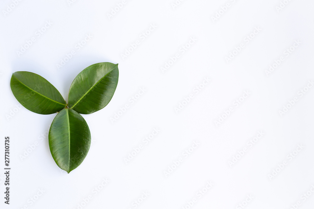 concept - top view of natural leaves isolated on white background for mockup concept - top view of natural leaves isolated on white background for mockup